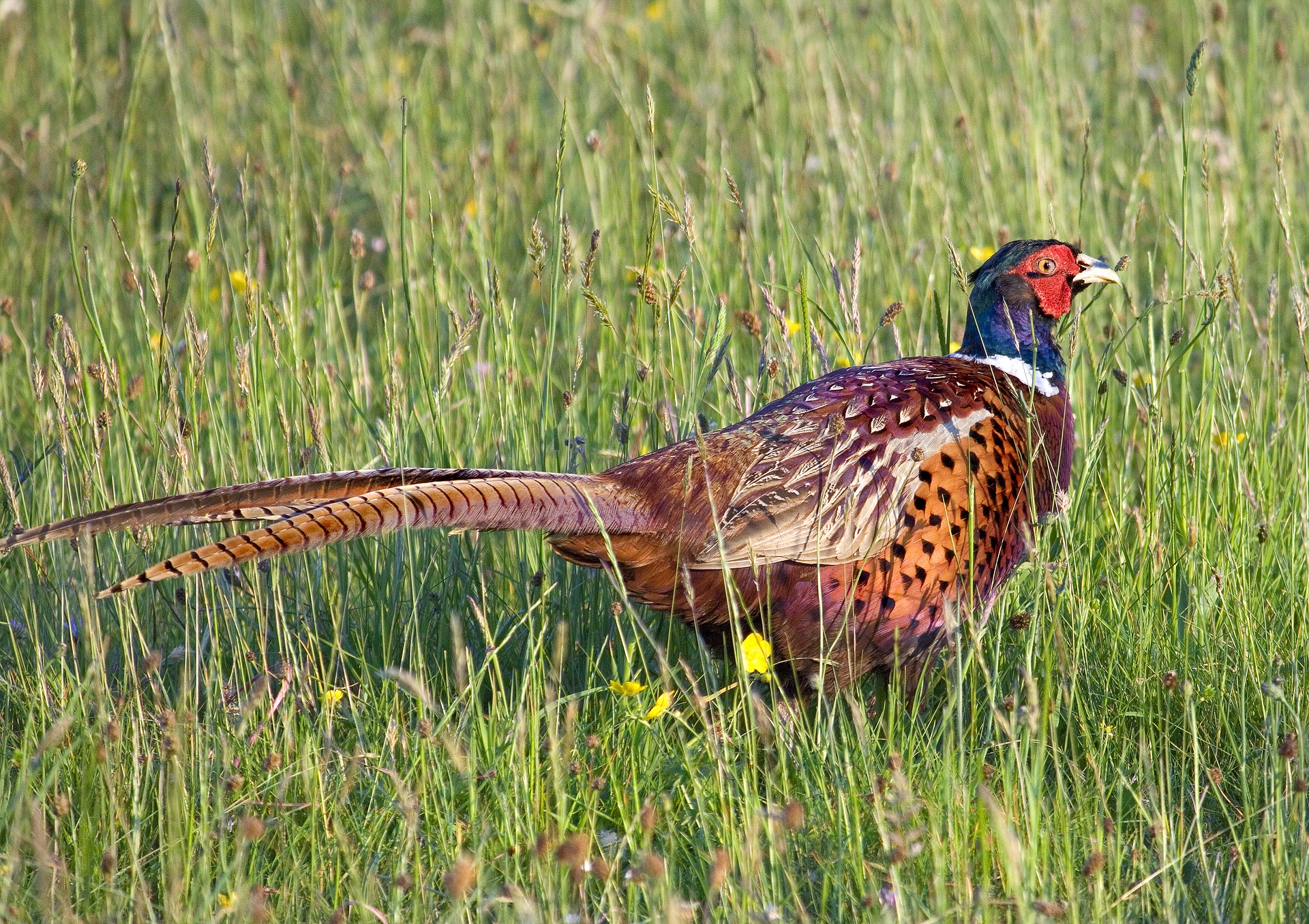 Pheasant sitting in a field of butter cups